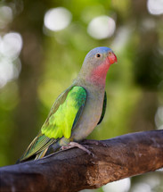 Colorful parrot perched on tree limb.