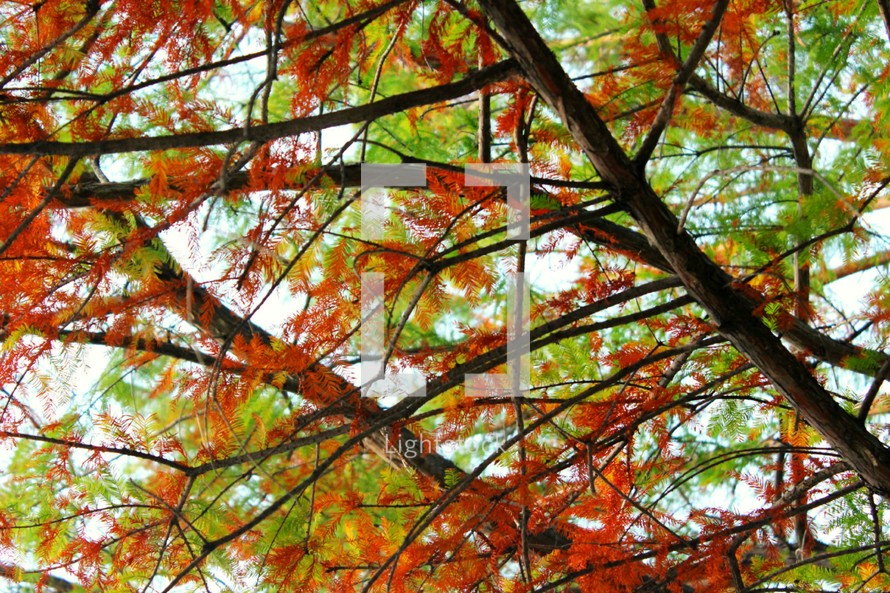 red and green fall foliage on a tree 
