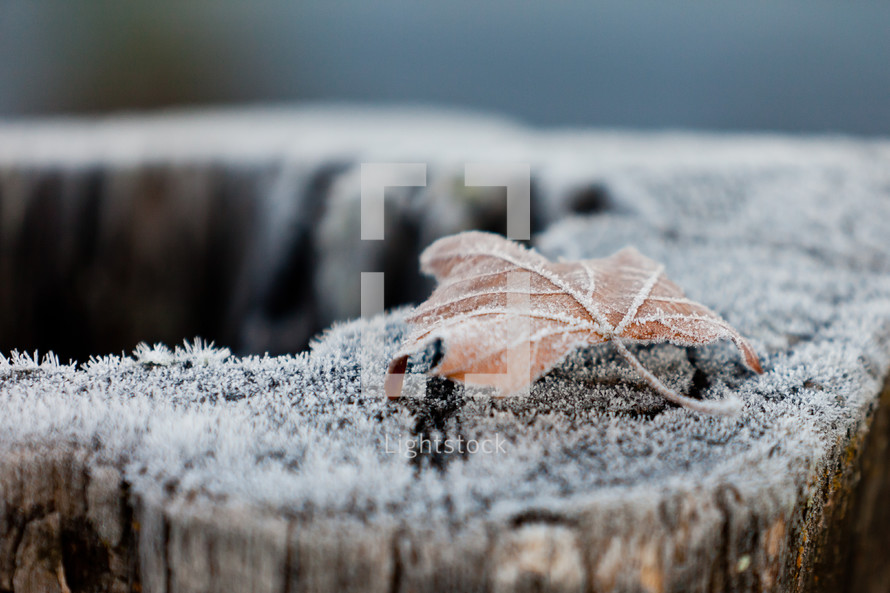 frost on a leaf and tree stump