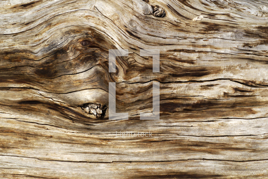 wood grains on a log