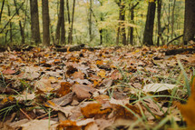 fall leaves on a forest floor 