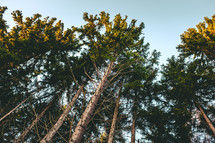 looking up to the tops of pine trees 