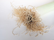 roots of a leek plant over white