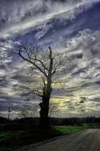 Barren tree along a farm road in Piedmont of North Carolina
