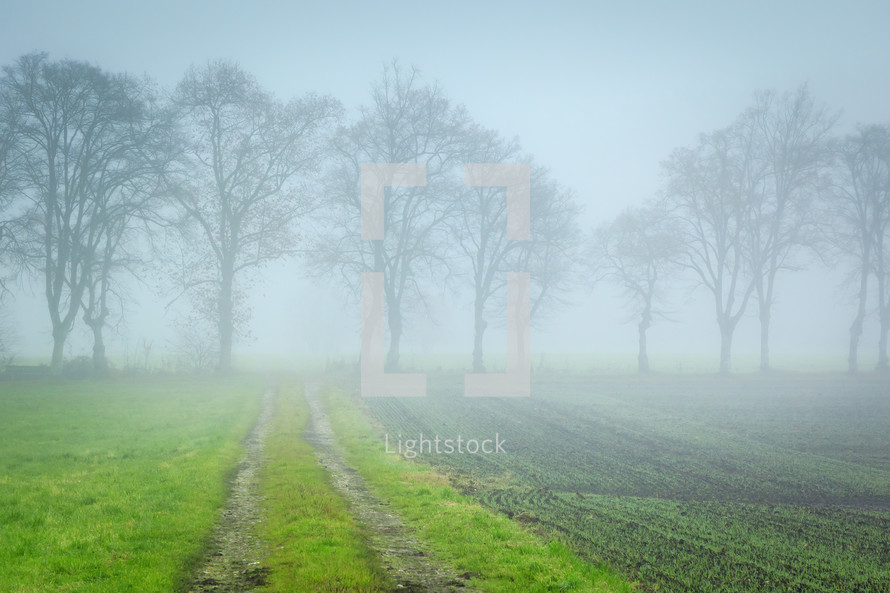 fog and rows of crops 