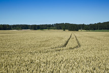tracks in a wheat field 