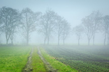 fog and rows of crops 