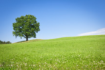 lone tree on a grassy hill 