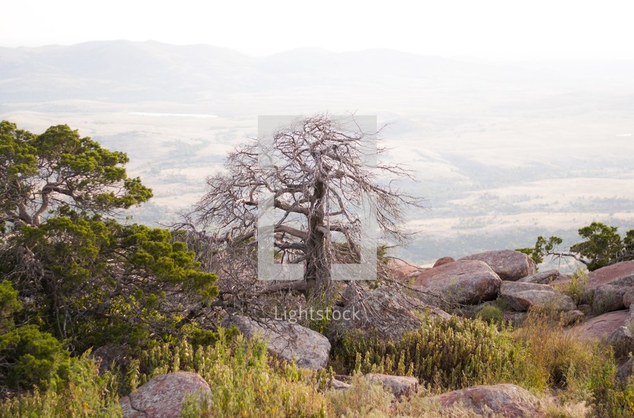 a bare tree on a mountaintop 
