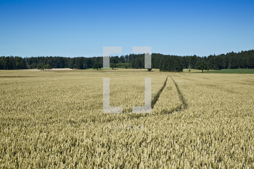 tracks in a wheat field 