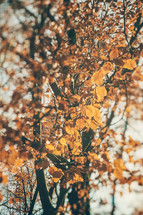 brown fall leaves on branches 