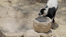CLose up of Black-and-white Ruffed Lemur Drinking Water On Stone Basin.