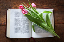 tulip on the pages of a Bible - He is Risen 