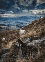 sheep on a mountainside 