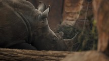 Close-up shot of rhino lying down taking a nap; static