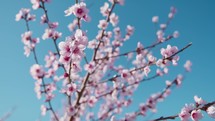 Pink flowers on tree branches under blue sky