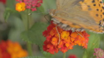 Macro shot of a large butterfly drinking nectar from orange flowers during spring