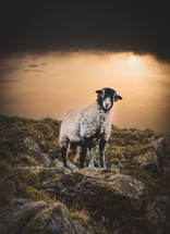 a sheep standing on a mountaintop with a dramatic sky 