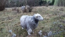 sheep outdoors 