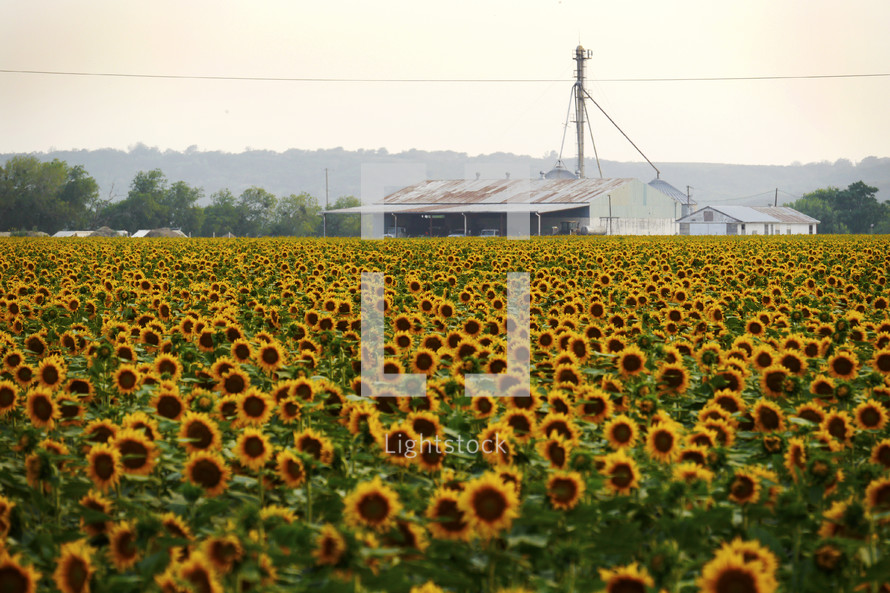 Field of sunflowers with metal building in the background.