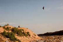 bird flying over sand dunes 