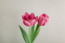 Two pink tulips.
