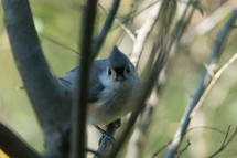 Tufted Titmouse. Common in deciduous woodlands, and backyards at feeders.