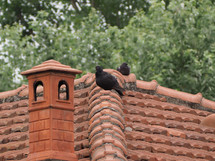 black domestic pigeon bird on a roof beside a chimney