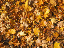 Fallen autumn leaves useful as a background