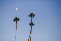 moon above palm trees 
