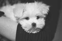 Black And White Photo Of Cute Puppy
