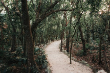 sandy path through a jungle 