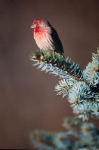 finch on a pine branch 
