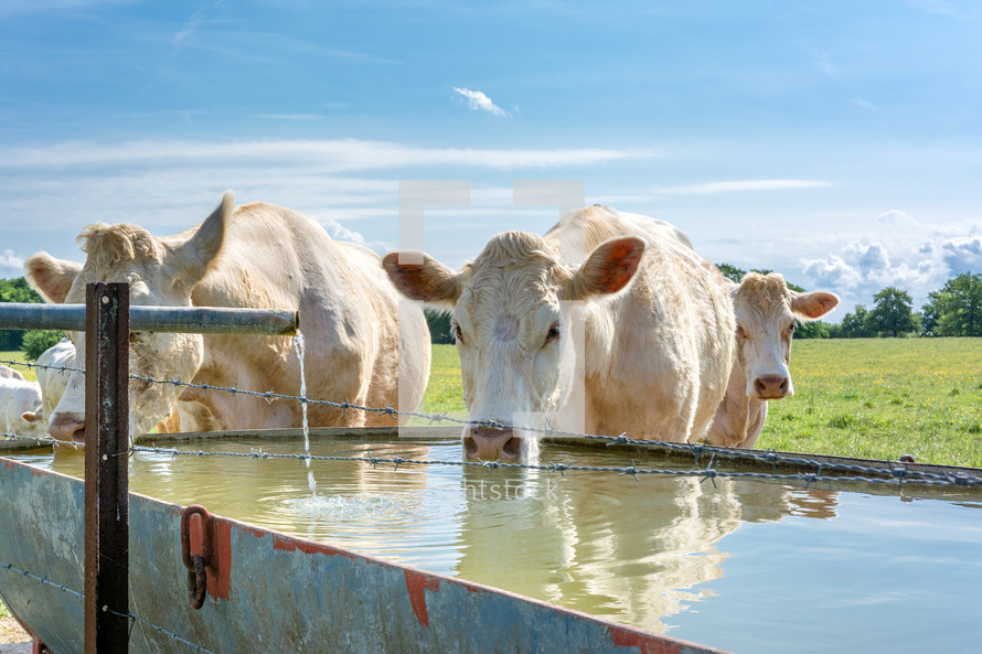 cows drinking from a water trough 
