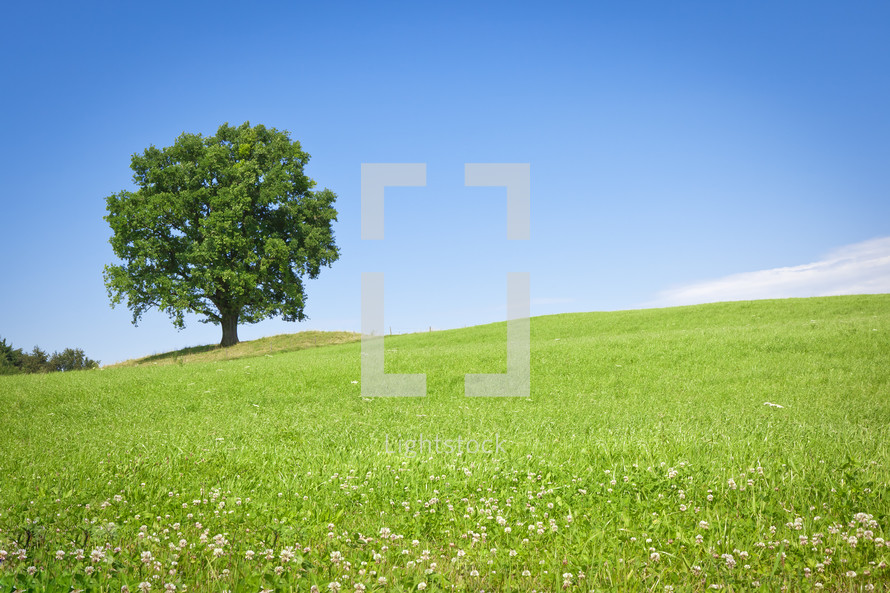 lone tree on a grassy hill 