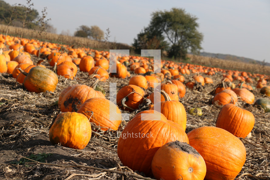 pumpkin patch 