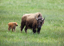 mother buffalo and calf 