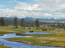 buffalo grazing 