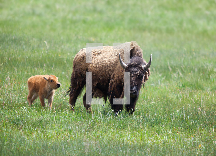 mother buffalo and calf 