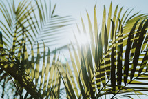 sunlight on palm leaves 
