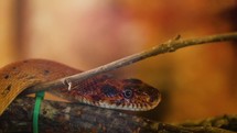 snake resting on a log 
