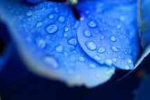 closeup of rain on a blue hydrangea 