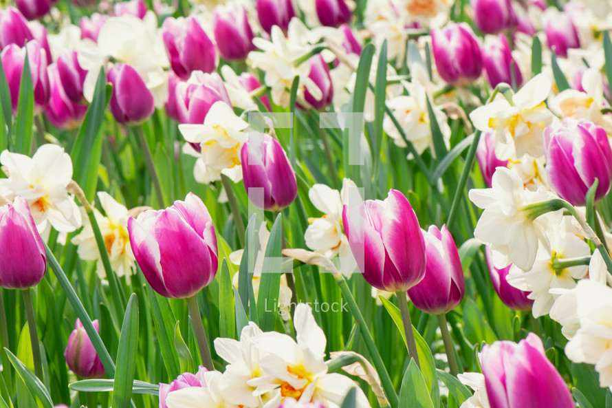 tulips and daffodils 