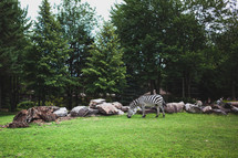 grazing zebra 