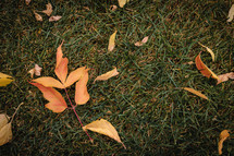 Maple leaves on grass