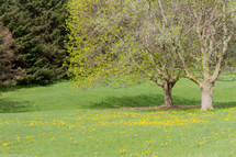 meadow of spring flowers 