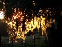 sunlight at sunset through tree branches 