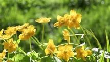 Closeup of Yellow flowers marsh marigold caltha palustris bloom in green nature swamp spring background
