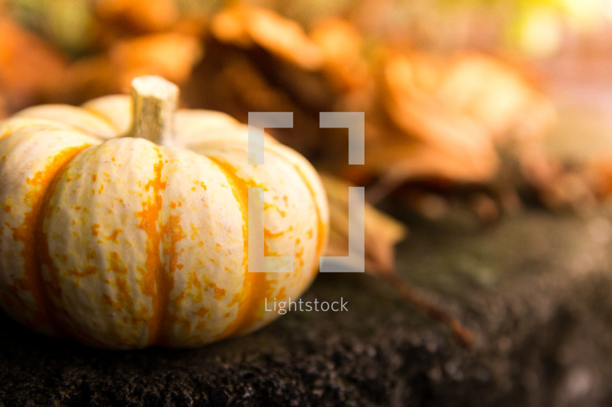 striped fall pumpkin 