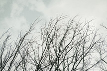 bare winter branches 